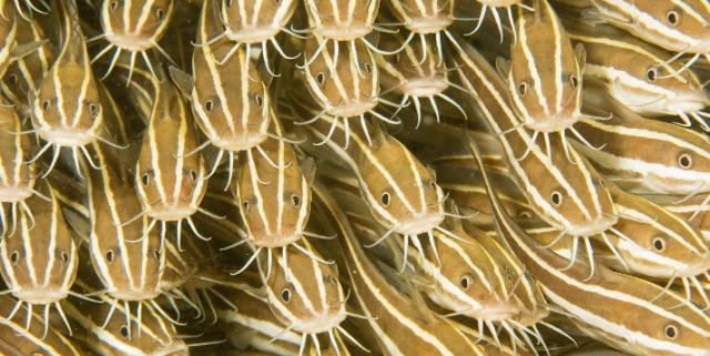 alt=A stack of striped fish piled on top of one another, forming a group.